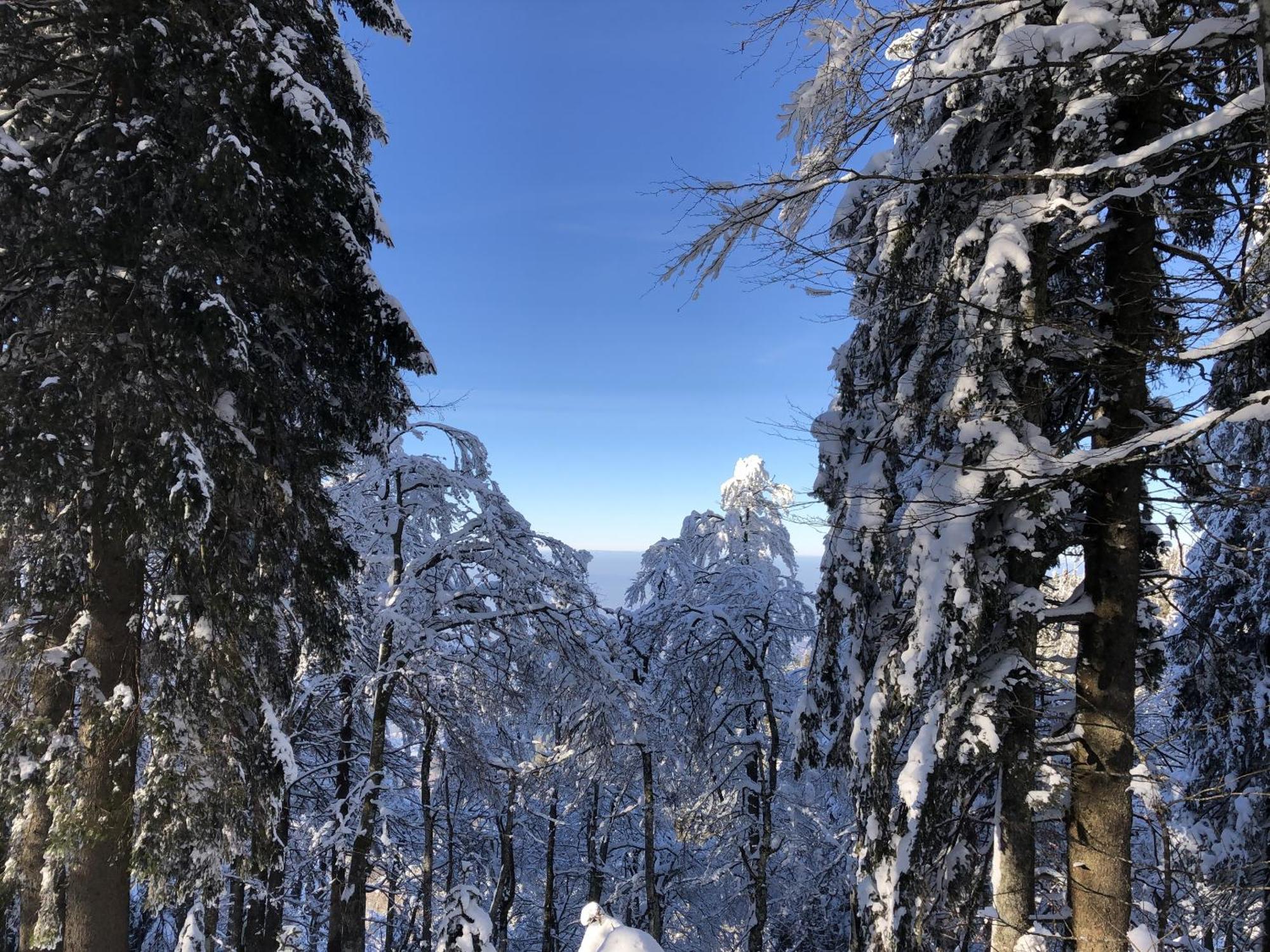 Villa Schwarzwaldhimmel Feldberg  Exterior foto